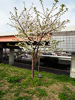 五色桜堤