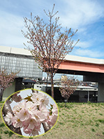 五色桜堤