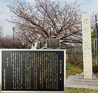 五色桜堤