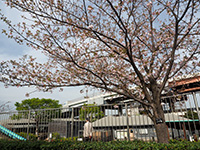 五色桜堤