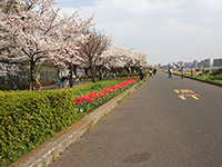 五色桜堤