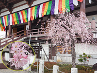 本堂横枝垂れ桜