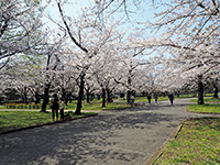 東綾瀬公園の桜