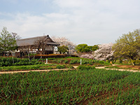 都市農業公園の畑と桜