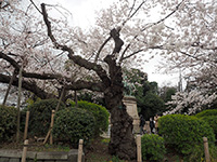上野公園小松乙女原木