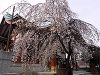 枝垂れ桜