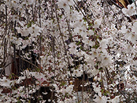 枝垂れ桜のアップ