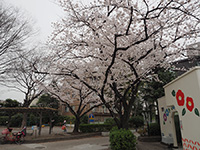 関屋の里の桜