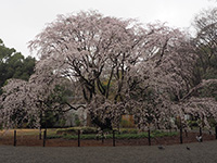 六義園の枝垂れ桜