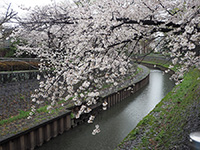 善福寺川緑地