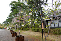 弘前公園