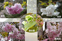 鉢植え品種