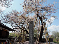 石戸蒲桜