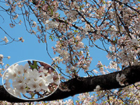 石戸蒲桜