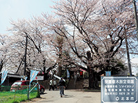 東光寺のソメイヨシノ