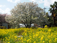 東光寺近隣