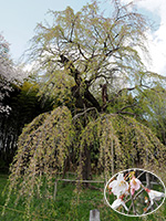 普門寺のしだれ桜