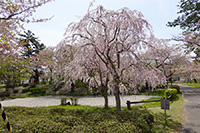 芦野公園の枝垂れ桜