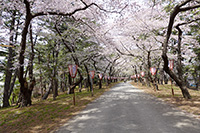 芦野公園さくらまつり