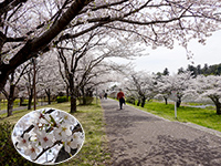 東雲公園