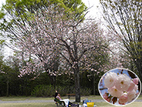 東雲公園