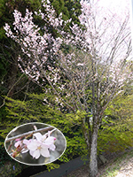 東雲公園