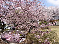 東雲公園