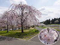 東雲公園