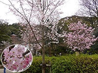 岐阜城