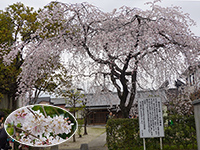 犬山神社