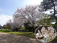 舎人公園