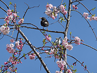 舎人公園