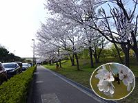 舎人公園