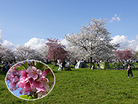 舎人公園