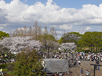 舎人公園