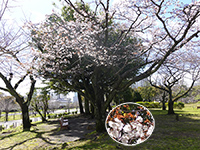 駿府城公園