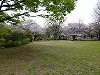 亀戸中央公園