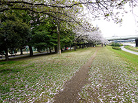 亀戸中央公園