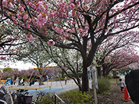 亀戸中央公園
