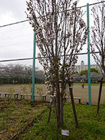 亀戸中央公園